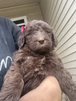 Chocolate Pink Lady, a female Goldendoodle for sale in Fowlerville, MI – 1 of 1