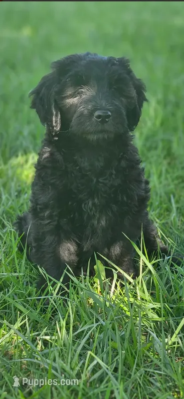 Bashful Blue boy – Goldendoodle puppy for sale in Fowlerville, MI