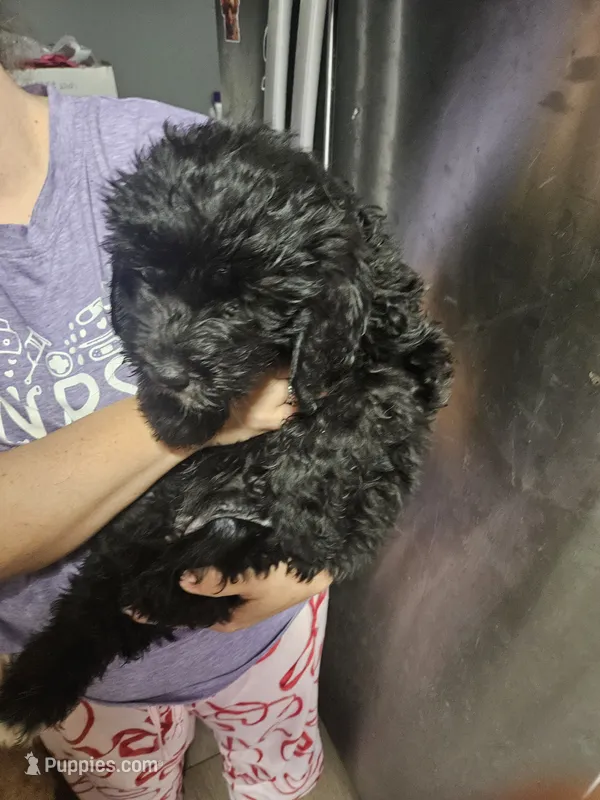 Pretty Pink Girl – Goldendoodle puppy for sale in Fowlerville, MI