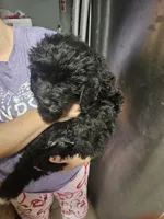 Pretty Pink Girl, a female Goldendoodle for sale in Fowlerville, MI – 1 of 4