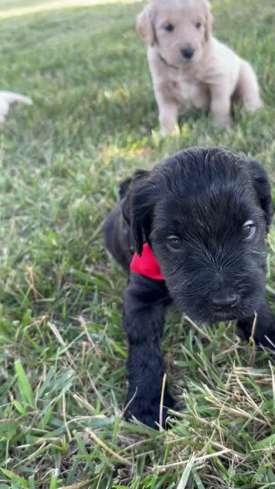 Rockin Red Boy, a male Miniature Goldendoodle for sale in Fowlerville, MI – 4 of 5