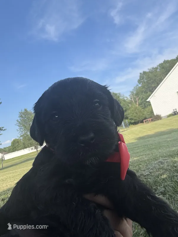 Rockin Red Boy – Miniature Goldendoodle puppy for sale in Fowlerville, MI