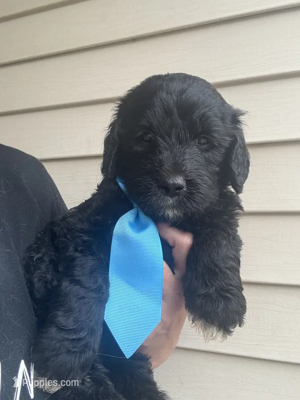 Light Blue boy – Goldendoodle puppy for sale in Fowlerville, MI