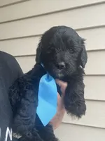 Light Blue boy, a male Goldendoodle for sale in Fowlerville, MI – 1 of 1