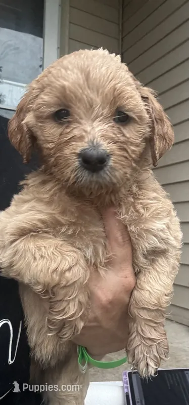 Purrrrfect Purple Girl – Goldendoodle puppy for sale in Fowlerville, MI