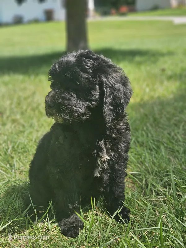 Pretty Pink Girl – Goldendoodle puppy for sale in Fowlerville, MI