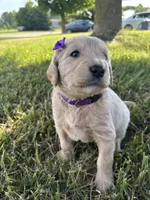 Pretty Purple Lady, a female Miniature Goldendoodle for sale in Fowlerville, MI – 3 of 5