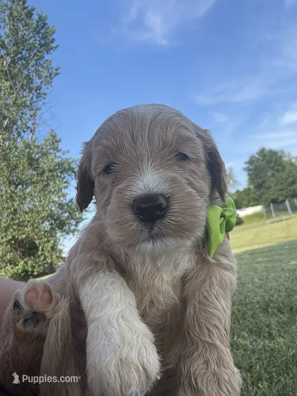 Purrrfect Lime Green Boy – Miniature Goldendoodle puppy for sale in Fowlerville, MI
