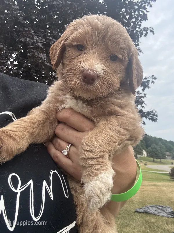 Pretty Yellow Girl – Goldendoodle puppy for sale in Fowlerville, MI