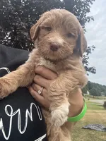 Pretty Yellow Girl, a female Goldendoodle for sale in Fowlerville, MI – 1 of 1