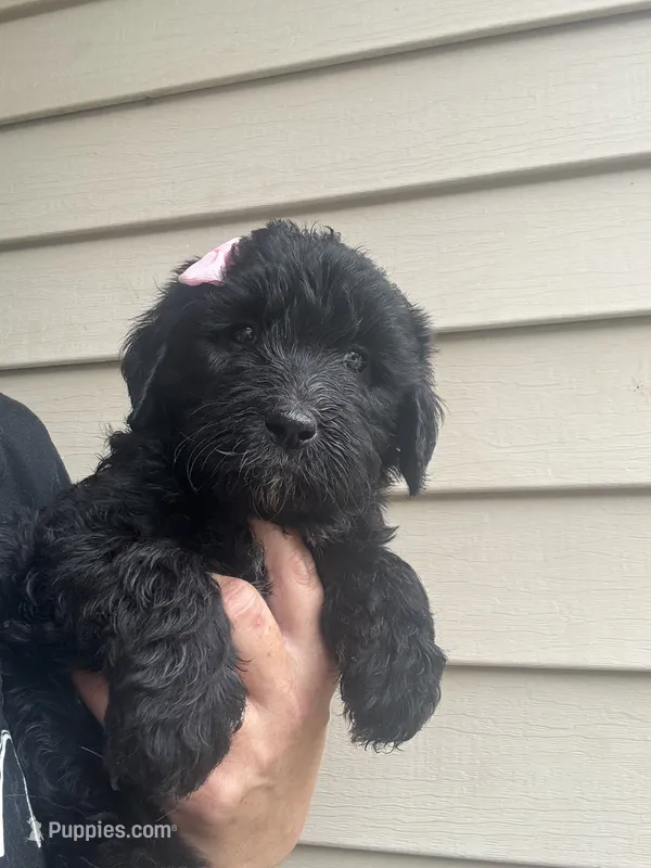 Pretty Pink girl – Goldendoodle puppy for sale in Fowlerville, MI