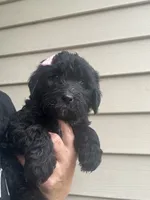 Pretty Pink girl, a female Goldendoodle for sale in Fowlerville, MI – 1 of 1