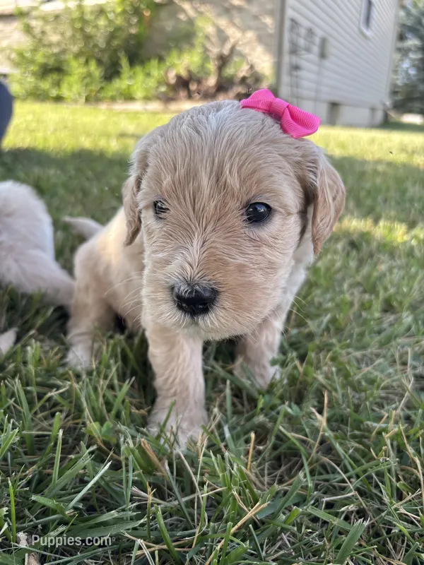 Pretty Pink Lady – Miniature Goldendoodle puppy for sale in Fowlerville, MI