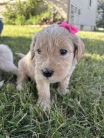Pretty Pink Lady, a female Miniature Goldendoodle for sale in Fowlerville, MI – 1 of 3