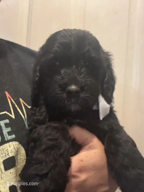 Sweet Silver boy – Goldendoodle puppy for sale in Fowlerville, MI