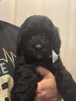 Sweet Silver boy, a male Goldendoodle for sale in Fowlerville, MI – 1 of 1