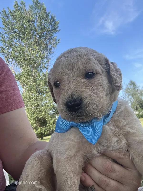 Purrrfect Blue Boy – Miniature Goldendoodle puppy for sale in Fowlerville, MI
