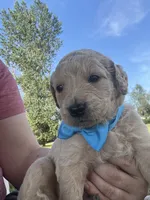 Purrrfect Blue Boy, a male Miniature Goldendoodle for sale in Fowlerville, MI – 1 of 5
