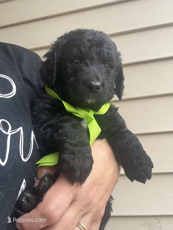 Lucky Lime Green boy – Goldendoodle puppy for sale in Fowlerville, MI