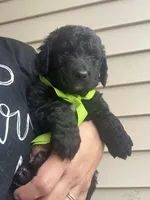 Lucky Lime Green boy, a male Goldendoodle for sale in Fowlerville, MI – 1 of 1