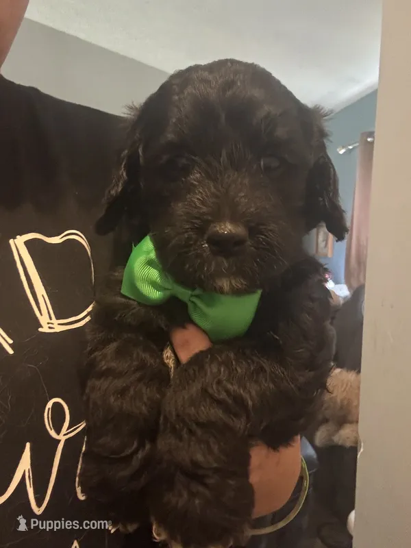Gorgeous Green Boy – Goldendoodle puppy for sale in Fowlerville, MI