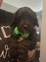 Gorgeous Green Boy, a male Goldendoodle for sale in Fowlerville, MI – 1 of 1