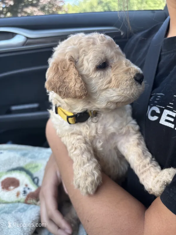 Purrrfect Yellow Girl – Miniature Goldendoodle puppy for sale in Fowlerville, MI