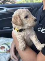 Purrrfect Yellow Girl, a female Miniature Goldendoodle for sale in Fowlerville, MI – 1 of 4