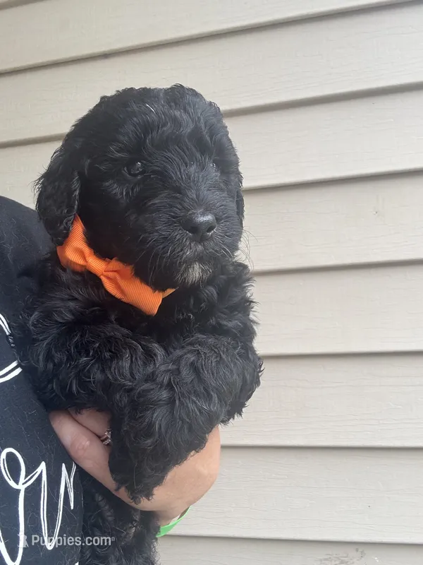 Awesome Orange boy – Goldendoodle puppy for sale in Fowlerville, MI