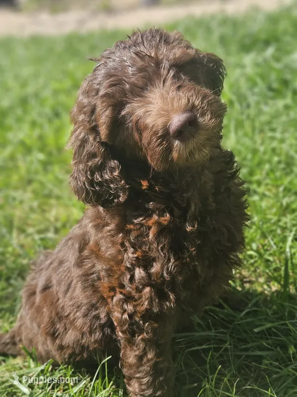 Chocolate Pink Lady – Goldendoodle puppy for sale in Fowlerville, MI