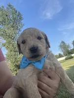Purrrfect Blue Boy, a male Miniature Goldendoodle for sale in Fowlerville, MI – 2 of 5