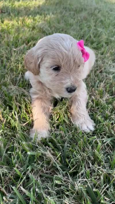 Pretty Pink Lady, a female Miniature Goldendoodle for sale in Fowlerville, MI – 3 of 3