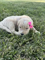 Pretty Pink Lady, a female Miniature Goldendoodle for sale in Fowlerville, MI – 2 of 3