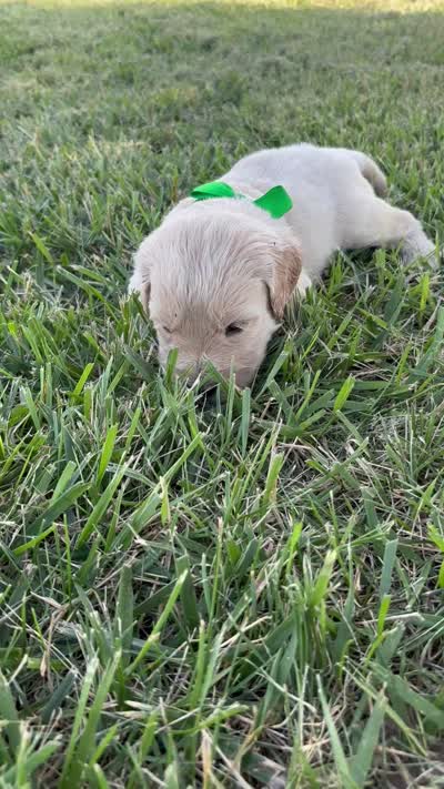 Purrrfect Green Boy, a male Miniature Goldendoodle for sale in Fowlerville, MI – 4 of 5