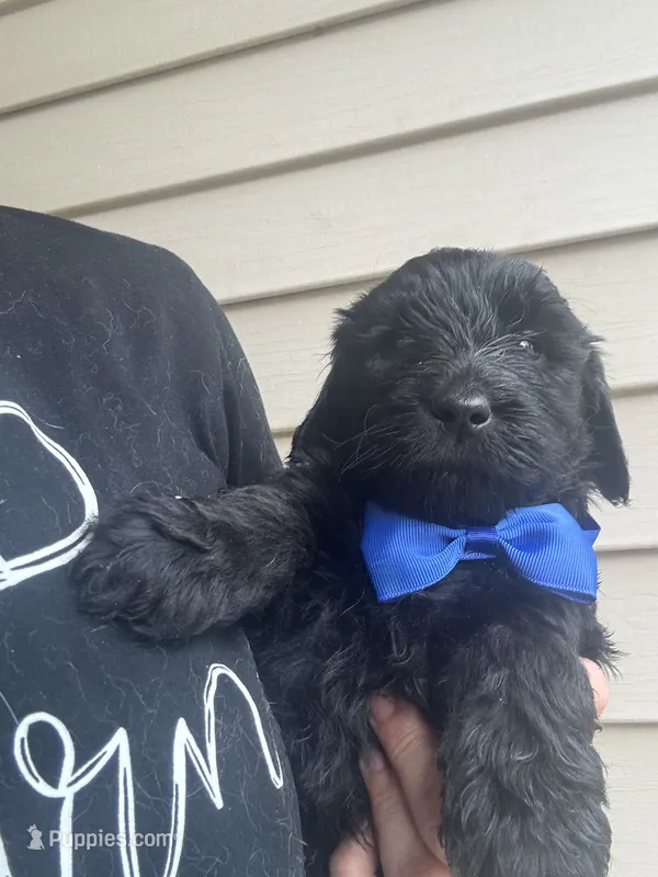 Bashful Blue boy – Goldendoodle puppy for sale in Fowlerville, MI