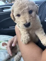Purrrfect Yellow Girl, a female Miniature Goldendoodle for sale in Fowlerville, MI – 2 of 4