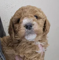 processed/1de77660-f3bd-4200-80ea-918fe0971af7/listing/068e36cb-d055-4f8e-aa9f-9a828e3745c9/0c9b272c-a8ed-45b0-a106-78692f488081