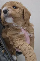 processed/1de77660-f3bd-4200-80ea-918fe0971af7/listing/068e36cb-d055-4f8e-aa9f-9a828e3745c9/3acf5e83-a906-42d6-9235-4693d5b5682b