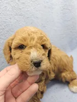 processed/1de77660-f3bd-4200-80ea-918fe0971af7/listing/068e36cb-d055-4f8e-aa9f-9a828e3745c9/b8d397bd-7ec9-4144-9f98-f51ce00ee7d0