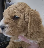 processed/1de77660-f3bd-4200-80ea-918fe0971af7/listing/068e36cb-d055-4f8e-aa9f-9a828e3745c9/c2436eee-46c4-4d83-abb5-4b0a6c87c2f5