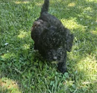 Sadie, a female Miniature Goldendoodle for sale in Nokomis, IL – 2 of 10