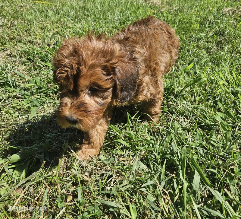 Jacey – Miniature Goldendoodle puppy for sale in Nokomis, IL