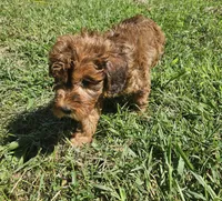 Jacey, a female Miniature Goldendoodle for sale in Nokomis, IL – 1 of 9