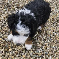 Felix , a male Miniature Bernedoodle for sale in Nokomis, IL – Photo 9 of 9