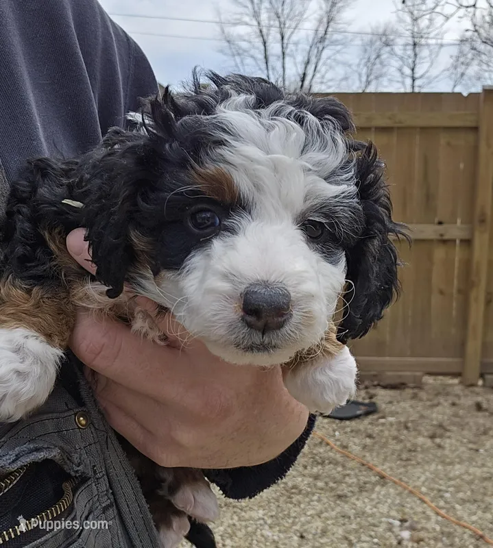 Felix  – Miniature Bernedoodle puppy for sale in Nokomis, IL