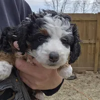 Felix , a male Miniature Bernedoodle for sale in Nokomis, IL – Photo 1 of 9