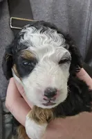 Fonz, a male Miniature Bernedoodle for sale in Nokomis, IL – Photo 3 of 9