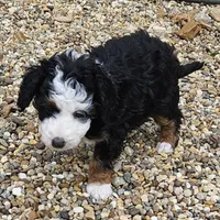 Felix , a male Miniature Bernedoodle for sale in Nokomis, IL – Photo 3 of 9