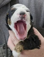 Fonz, a male Miniature Bernedoodle for sale in Nokomis, IL – Photo 6 of 9