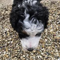 Felix , a male Miniature Bernedoodle for sale in Nokomis, IL – Photo 8 of 9